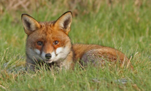 Here’s Why You Might Be Seeing More Foxes in DC