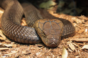 No More Emotional-Support Cobras: Loudoun County Bans Exotic Pets