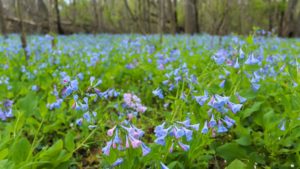 Bluebells Will Soon Reach Peak Bloom at Bull Run Regional Park