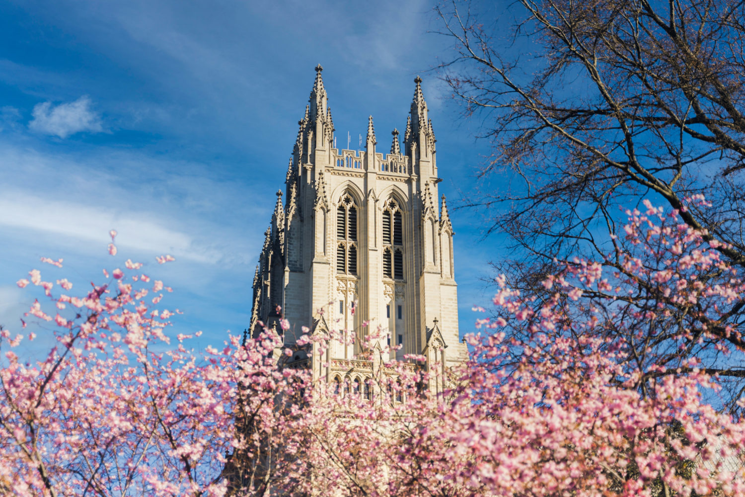 Cherry blossoms at the National Cathedral. Photo courtesy of Washington.org.