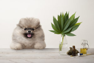Your Dog Got Into Weed and Got High? Here’s What to Do.