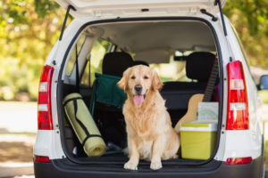 What to Get Before You Take a Road Trip With Your Pet