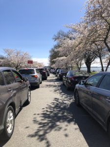PHOTOS: Cherry Blossom Dreams Turned Into a Traffic Nightmare Over the Weekend