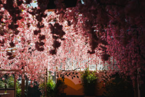 These DC Bars Are Decorated With Cherry Blossoms