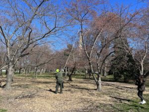 Climate Change Is Giving DC’s Cherry Blossom Trees Sunburn