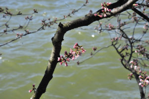 The Best Pre-Peak Bloom Cherry Blossom Phase Is Nearly Here