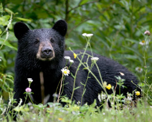 What Was a Black Bear Doing in DC?
