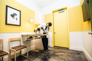 A Millennial and Pet-Friendly Concierge Vet Clinic Opens on H Street Corridor