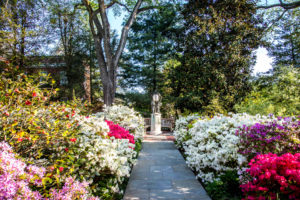 Where to See Azaleas Blooming Right Now