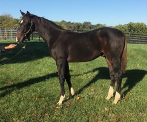 This Year’s Kentucky Derby Favorite Was Raised by a Former DC Lawyer
