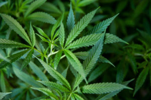 Could a Pot Plant Be Coming to the U.S. Botanic Garden?