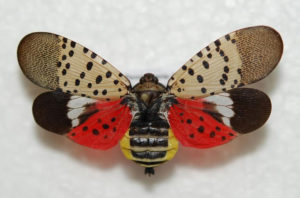 Spotted Lanternflies Could Ruin Your Favorite Wine