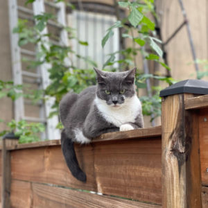 Another Weapon in DC’s War on Rats? These Outdoor Cats.
