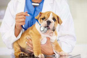 Ask a Vet: My Dog Has Spring Allergies. Now What?