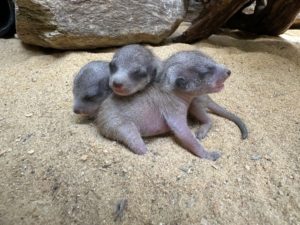 There Are Now Baby Meerkats at the National Zoo