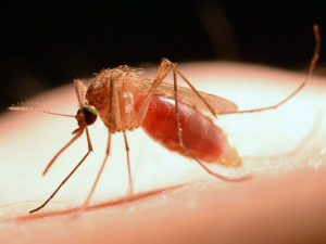 Will Mosquitoes Be Bad This Year? The Mosquitotron Says Yes.