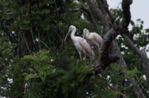 Two Rare Birds—Roseate Spoonbills—Have Been Hanging Out in DC Again