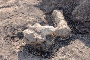 Where to Hunt for Fossils Near DC