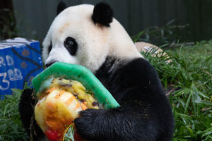 PHOTOS: Panda Xiao Qi Ji Celebrates His 3rd Birthday at the National Zoo