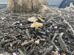 Seeing More Mushrooms Around DC? Blame the Summer Storms.