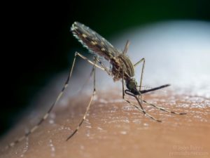 What to Know About Malaria Around DC