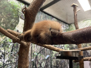 There’s a New Prehensile-Tailed Porcupette in Town