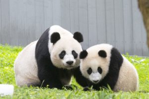 Pandas Will Leave the National Zoo by November 15