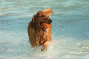 Your Dog Can Swim in a DC Public Pool This Saturday