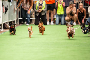 Adorable Wiener Dogs Will Invade the Wharf on Saturday