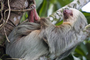 For 0, You Can Hang Out With Two-Toed Sloths at This Reston Zoo