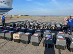 A Year After Their Dramatic Rescue, the Envigo Beagles Are Living Their Best Lives