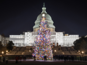 How They Pick the Capitol’s Christmas Tree