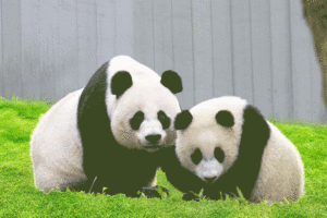 The Pandas Are Gone. Now What?