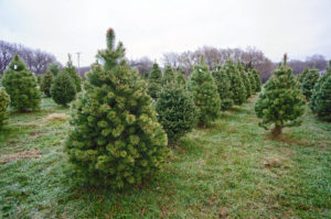 Where to Cut Your Own Christmas Tree Near DC