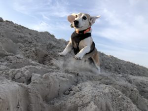 My Dog Was the Oldest Known Survivor of the Breeding Facility Where 4,000 Beagles Were Rescued