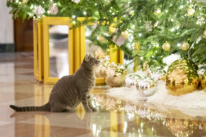 Here Are DC’s Most Popular Dog and Cat Names