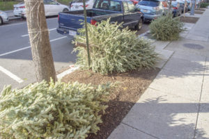 How to Get Rid of Your Christmas Tree Around DC