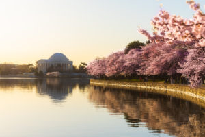 DC’s Spring Warming Means More Pollen. Here’s How Allergy Sufferers Can Cope.