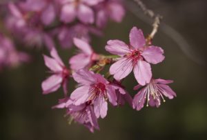 Yes, You Can Still See Cherry Blossoms This Weekend