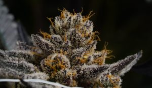 DC’s Tax Holiday for Medical Marijuana Has Been Extended