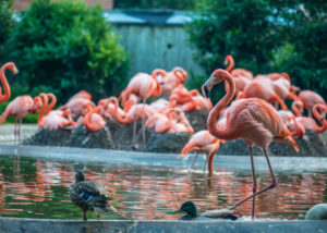DC’s Flamingos Got Very Quiet During the Eclipse