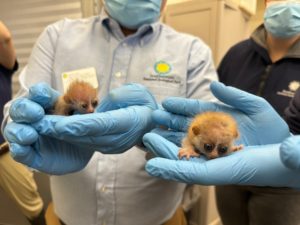 The National Zoo Debuts Two Adorable Baby Primates