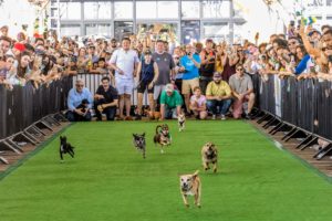 Tiny Dog Race Alert! The “Running of the Chihuahuas” Returns to the Wharf This Weekend.