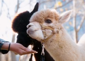 No, You’re Not Hallucinating: There Are a Lot of Alpacas Around DC These Days