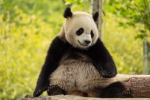 It’s Happening: Pandas Are on Their Way to the National Zoo