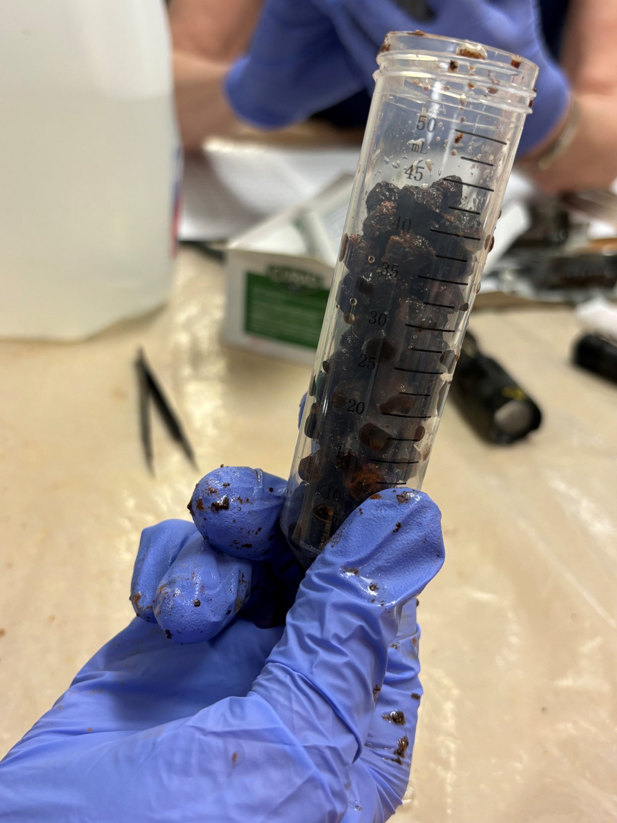 Preserved cherries found at Mount Vernon. Photo courtesy of Mount Vernon Ladies’ Association (MVLA).