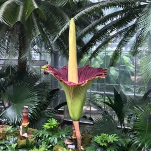 Two “Corpse Flowers” Will Bloom This Week at the Botanic Garden