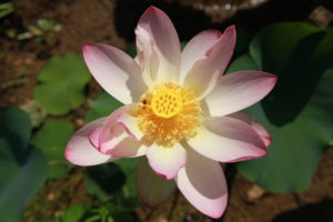 Catch the Blooming Lotus Flowers at Kenilworth Aquatic Gardens While You Can