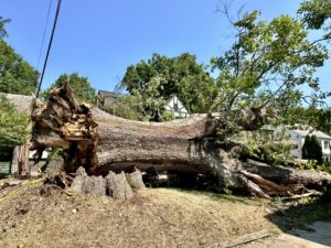 One of DC’s Biggest Trees Has Fallen