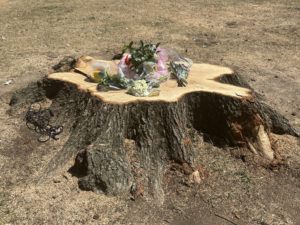 Hot Temperatures Can Weaken Trees and Cause “Sudden Branch Drop Syndrome”